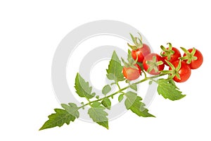 Ripe potatoes with leaves branch isolated on white background, c photo
