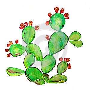 Ripe Prickly pear cactus with fruits. Watercolor raster illustration