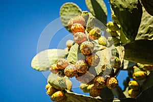 Ripe prickly pear catus in a sunny day in Calabria