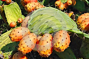 Ripe Prickly Pear Fruit on Cactus Plant