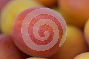 Ripe Prunus armeniaca fruit