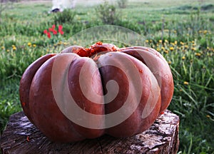 Ripe pumpkin