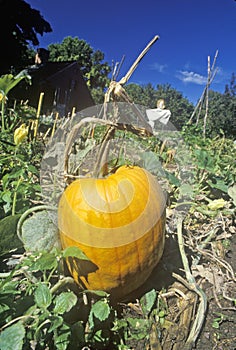 Ripe pumpkin in field