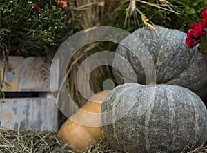 Ripe pumpkin green big on a blurry background with a stack of ears of corn with copy space levensky style symbol of the harvest