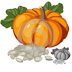 Ripe pumpkin and its seeds, vector vegetables