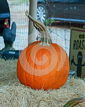 Ripe pumpkin for sale at a roadside stand, vertical