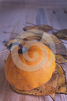 Ripe pumpkin on table.