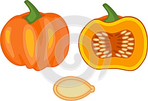 Ripe pumpkin, whole and in longitudinal section photo