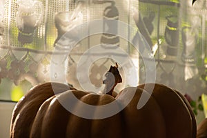 Ripe pumpkin on the windowsill. Sunlight shines on the old curtain