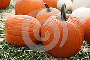 Ripe pumpkins