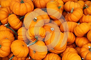 Ripe pumpkins