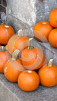 Ripe pumpkins
