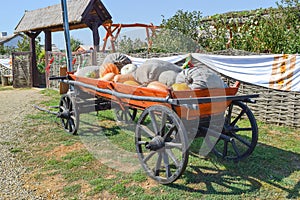 Ripe pumpkins in a cart
