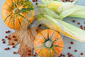 Ripe pumpkins and ears of corn on a gray background with a maple leaf
