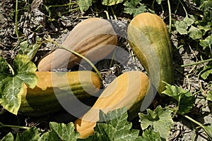 ripe pumpkins in the field