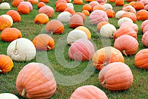 Ripe Pumpkins in a field. Ready to Halloween