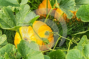 Ripe pumpkins grow on green bush in kitchen garden in autumn