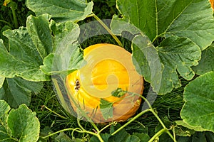 Ripe pumpkins grow on green bush in kitchen garden in autumn