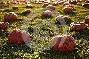 Ripe pumpkins placed on grass during harvesting season.