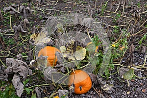 Ripe pumpkins ready to harvest