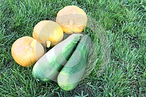 Ripe pumpkins and vegetable marrows on a grass