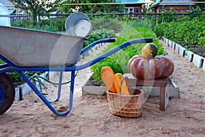 Ripe pumpkins and zucchini in a basket stand near the garden cart. The harvest in the fall