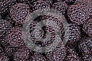 Ripe, purple black raspberries fill the frame