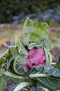 ripe purple cauliflower covered from green leaves