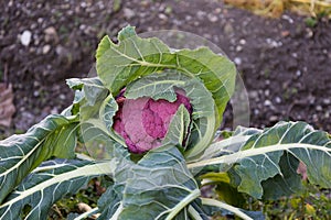 ripe purple cauliflower and green leaves