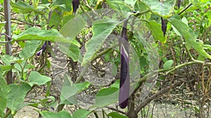 Ripe purple eggplant in garden