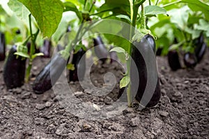 Ripe purple eggplant in the garden. Growing bio vegetables in the greenhouse. Copy space.