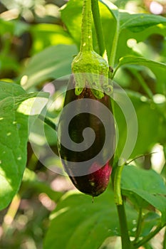 Ripe purple eggplant growing in a greenhouse