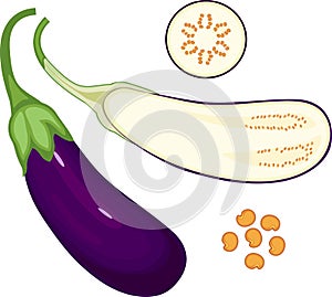 Ripe purple eggplant. Longitudinal and cross-section photo