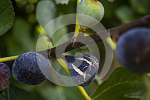 Ripe purple figs hanging from a tree. Closeup detail of texture and colors