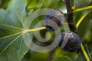 Ripe purple figs hanging from a tree. Closeup detail of texture and colors