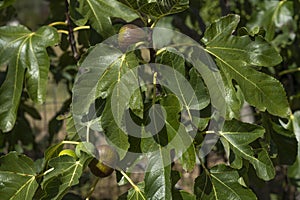 Ripe purple figs hanging from a tree. Closeup detail of texture and colors