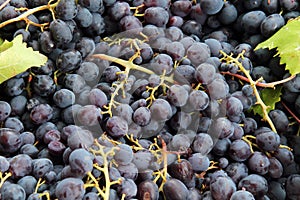 Ripe purple grapes with leaves