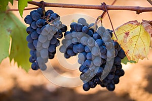 Ripe purple grapes with leaves in natural condition, the vineyard of Puglia of Primitivo grape grows in southern Italy, Salento