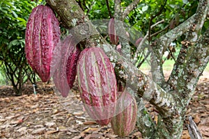 Zrelý purpurová a zelený surový kakao alebo struky závesný vetva medzi listy 