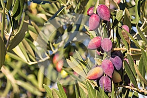 Ripe purple olives on olive tree