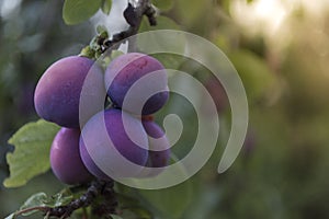 Ripe purple plums on the tree branch