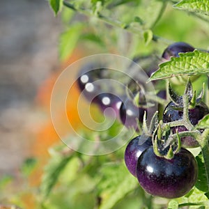 Ripe purple tomatoes on the vine