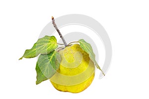 Ripe quince with green leaves isolated on a white