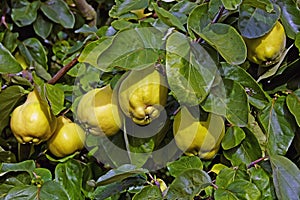 Ripe quinces