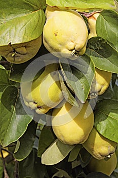 Ripe quinces