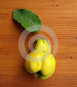 Ripe quinces