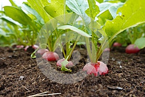 ripe radish plants ready to be harvested on fertile soil