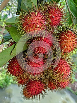 Ripe rambutan fruit is red