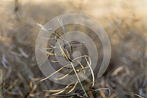 Ripe rapeseed - Brassica napus