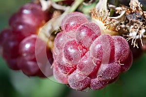 Ripe raspberies